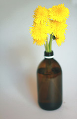  yellow dandelions a bunch of flowers gathered in the meadow stand on the window