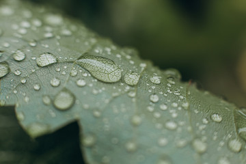 water drops leaf tropical plant watering vegetation