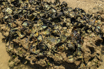 Many Sea Shells Attached to the Rocks on the Beach