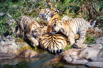 Fototapeta na wymiar group of ussurian tigers, mum with kittens