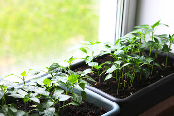 Growing young plants at home on window for vegetarian or vegan diet