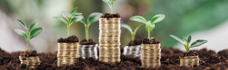 panoramic shot of golden coins with green leaves and soil, financial growth concept