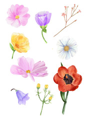 Element of watercolor flowers. Botanic concept. For your unique decoration with greeting card, valentine card, wedding card. Clipping path included.