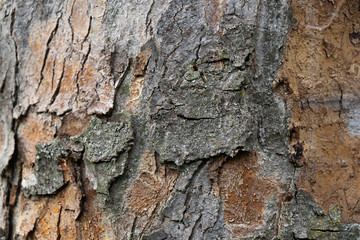 Background, bark of a tree