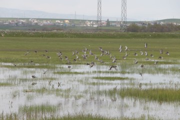green hill landscape with clouds background, eastern Anatolia, Bingol