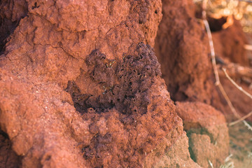 Termites ( Coptotermes ) building their mud mound, Kenya, East Africa