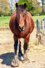 Cheval de trait français de face