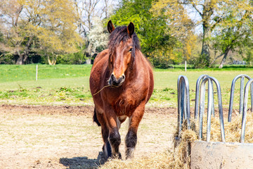 Cheval de trait français de face