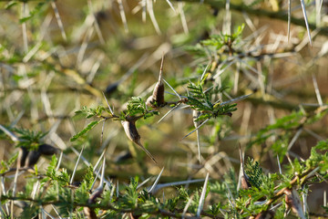 Detail of Acacia seyal tree branch with thorns, brown galls and leaves, Western Kenya, East Africa