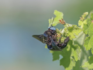 Close up a Black Carpenter Bee (genus xylocopa) resting on green leaf with nature blurred background.