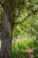 blast of green in spring in a park