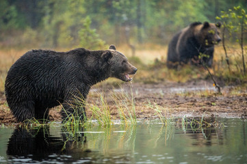 A brown bears  on the bog. Adult Wild Big Brown Bears . Scientific name: Ursus arctos. Natural...