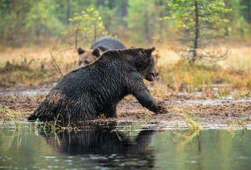 Obraz na płótnie Canvas A brown bear on the bog. Adult Wild Big Brown Bear . Scientific name: Ursus arctos. Natural habitat, autumn season.