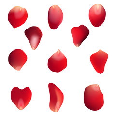 Illustration of Red rose petals set