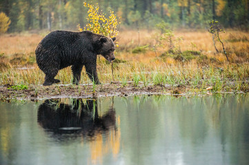 A brown bear  on the bog. Adult Wild Big Brown Bear . Scientific name: Ursus arctos. Natural habitat, autumn season.