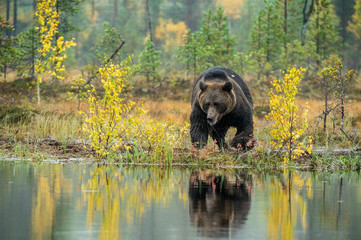 A brown bear  on the bog. Adult Wild Big Brown Bear . Scientific name: Ursus arctos. Natural...