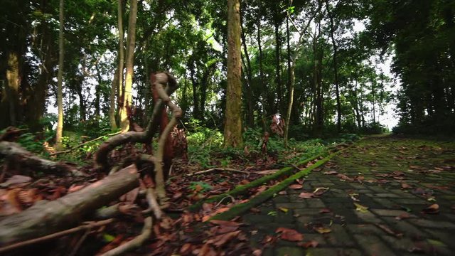 TRACKING, POV, HANDHELD, LOW ANGLE: Paving slabs overgrown with moss. Walk through rainforest path, glide shot, exotic plants around. First person view, jogging through tropical forest, clear ground