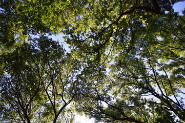 頭上に茂る高木の若葉が陽射しを浴びて輝いている風景