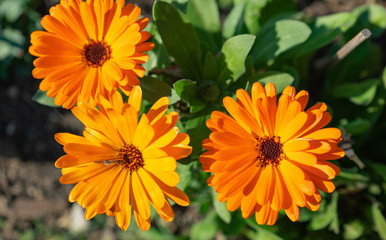 three orange flowers from above