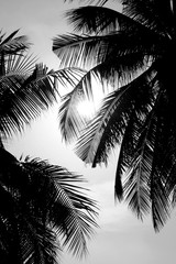 silhouette coconut leaf with sunny black and white style