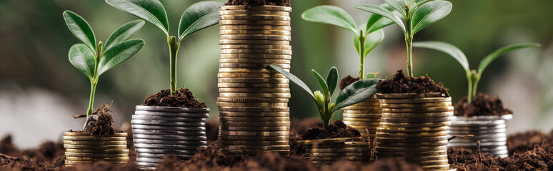 Fototapety  panoramiczne ujęcie srebrnych i złotych monet z zielonymi liśćmi i glebą, koncepcja wzrostu finansowego