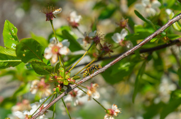 Wasp between cherry blossoms