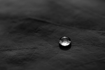 water drop on lotus leaf black and white style