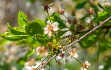 Wasp between cherry blossoms