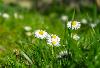 Daisies on a meadow