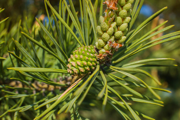 Young green pine cones and young shoots close-up