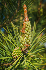 Young buds, flowers and pine shoots close up in the spring on a tree