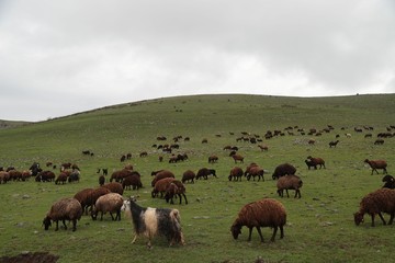 Flock of sheep on a rainy day. Mus/Turkey