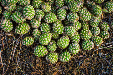 Many young green pine cones lie on the ground in the forest close-up