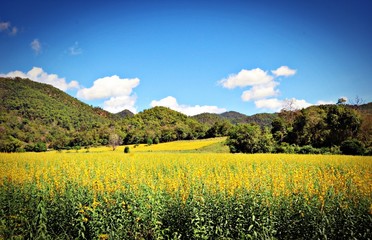 sunn hemp field of blooming with mountain background
