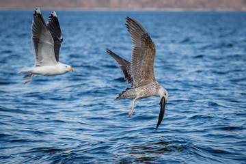 Seagull is flying away and try to have the fish by himself. Rekdal, Norway april 2019