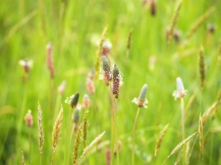 オオバコの花　春の野山
