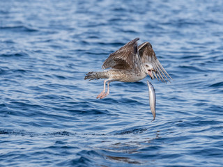 Seagull is missing the fish. Rekdal, Norway april 2019