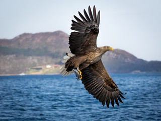 Whitetaile Eagle with great catch. Rekdal, Norway april 2019