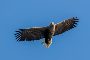 Whitetaile Eagle in the air and looking down at you. Rekdal, Norway april 2019