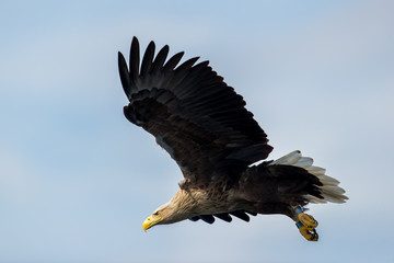 Whitetaile Eagle is focused on something from the air. Rekdal, Norway april 2019