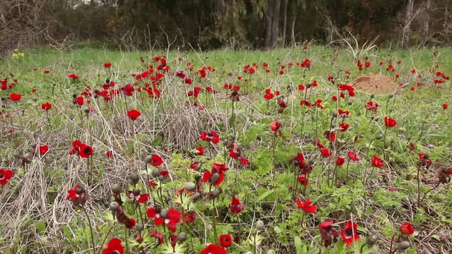 Wide field of red anemones is moving on a wind