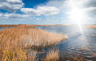 Swamps of Florida Everglades on a beautiful sunny day