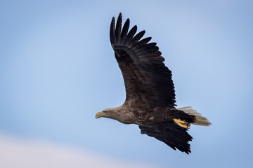 Whitetaile Eagle in the clouds. Rekdal, Norway april 2019