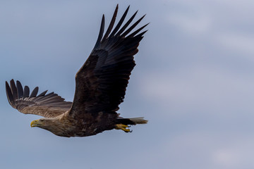 Fototapeta na wymiar Whitetaile Eagle with the wings out. Rekdal, Norway april 2019