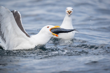 Seagull is hungry. Rekdal, Norway april 2019