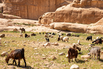 goat and sheep eat grass with camels