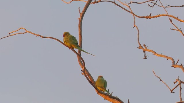 Two green parrots sits on the branches of a tree