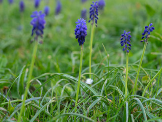 Blue flowers on a meadow