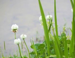 クローバーの白い花　シロツメクサ