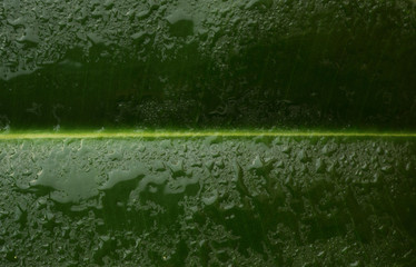 water drops on green leaf